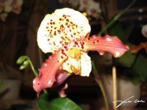 orchidea 7 