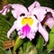 orchidea 9