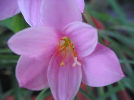 virág 005 Zefírvirág
