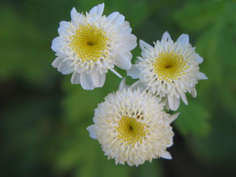 virág 011 Morzsavirág