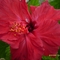 Hibiszkusz