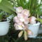 Másolat (2) - Másolat - Picasa orchidea 2010.02