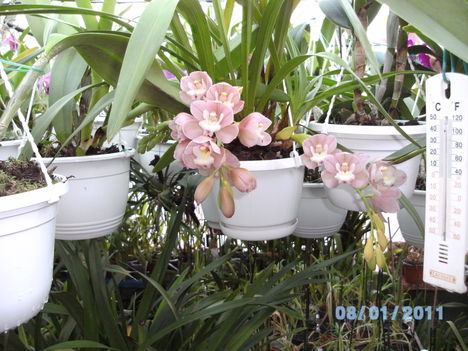 Másolat - Másolat - Picasa orchidea 2010.02