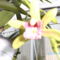 Másolat - Másolat - Picasa orchidea 2010.02