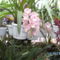 Másolat - Picasa orchidea 2010.02