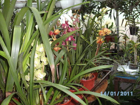 Másolat - Picasa orchidea 2010.02
