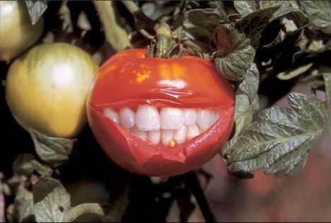 tomatosmile