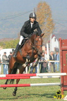 The best young Horse