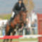 The best young Horse