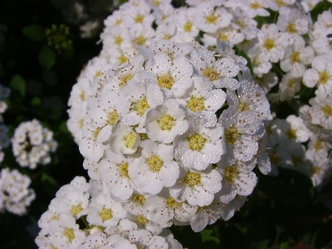 Spirea harmattal