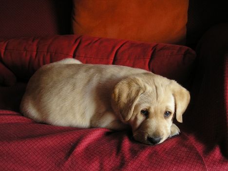 Egyszerűen imádni való