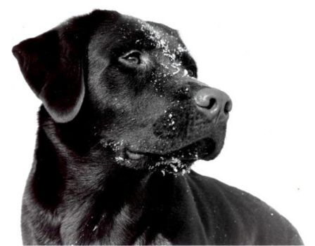 HóKutya-enyém is ilyen,csak szebb =)