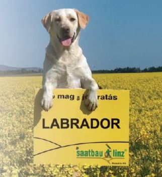 Labrador Fan Vagyok =)