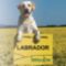 Labrador Fan Vagyok =)