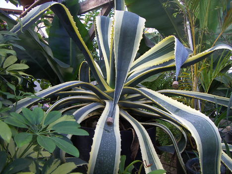 Agave potatorum