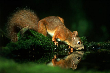 A mókus is szomjas (Máté Bence képe)