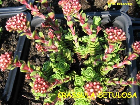 CRASSULA SETULOSA