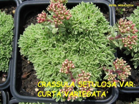 CRASSULA SETULOSA VAR