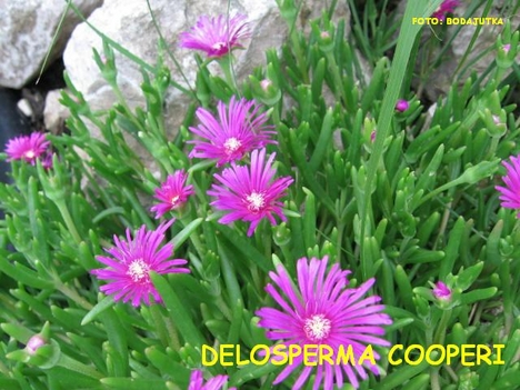 DELOSPERMA COOPERI