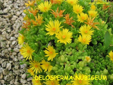 DELOSPERMA NUBIGEUM