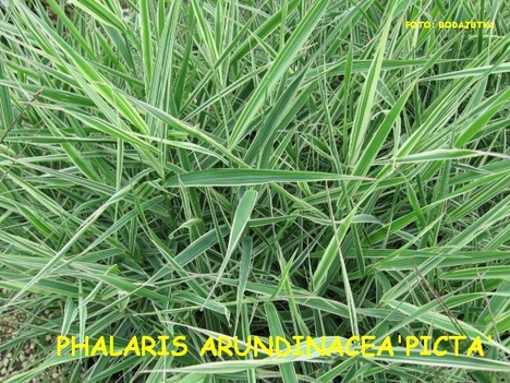 PHALARIS ARUNDINACEA'PICTA'