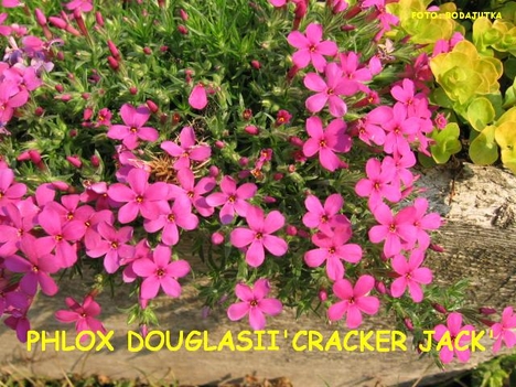 PHLOX DOUGLASII'CRACKER JACK'