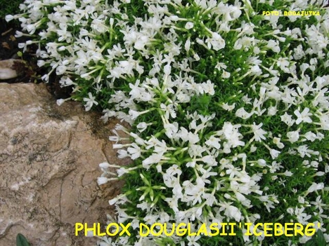 PHLOX DOUGLASII'ICEBERG'