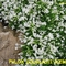 PHLOX DOUGLASII'ICEBERG'