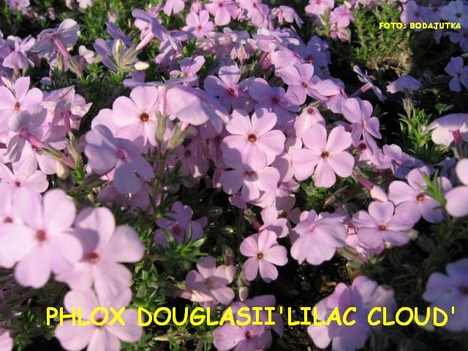 PHLOX DOUGLASII'LILAC CLOUD'