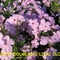 PHLOX DOUGLASII'LILAC CLOUD'