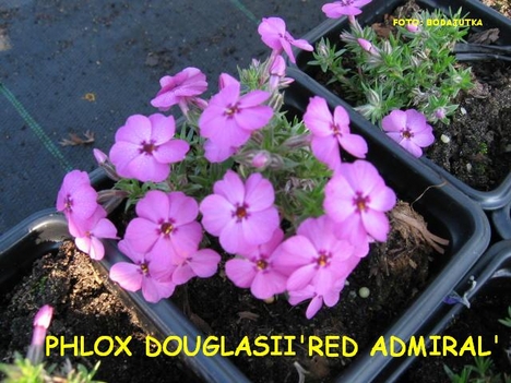 PHLOX DOUGLASII'RED ADMIRAL'