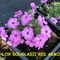 PHLOX DOUGLASII'RED ADMIRAL'