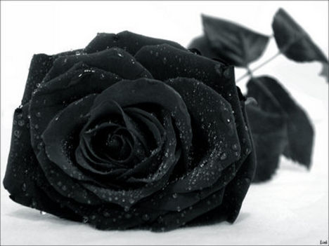 blackrózse