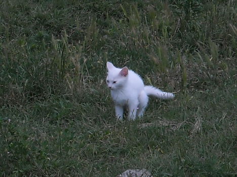 Hópihe