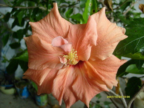 Hibiszkusz