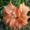 Hibiszkusz