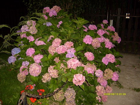 Hortenzia