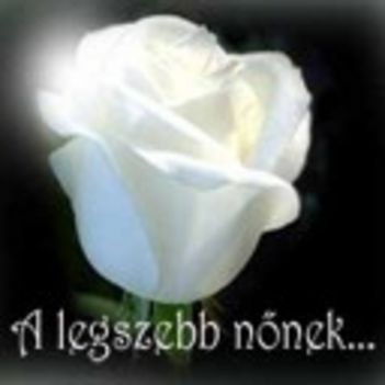 rózsa