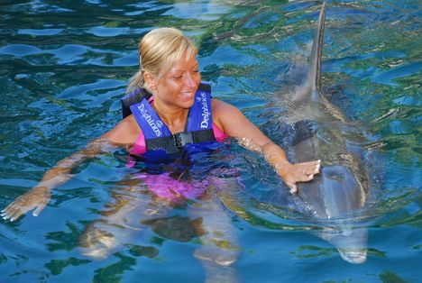 Dolphin swimming