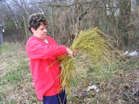 Fűzfa2