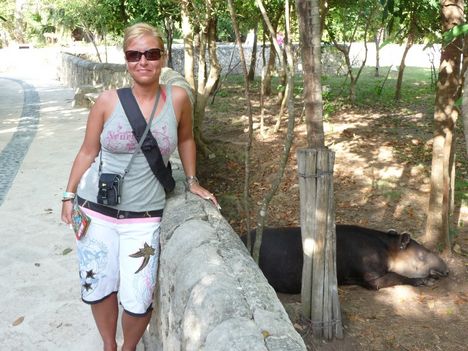 Tapir with me