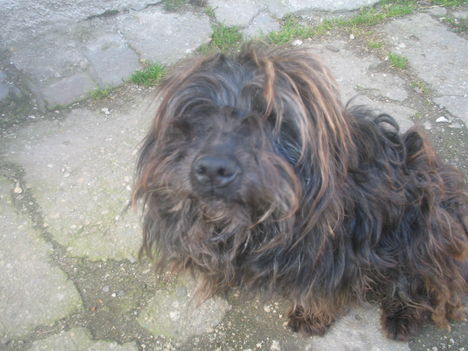 Bongyi