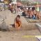 EILAT 287