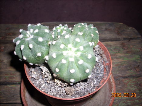 Echinopsis subdenudata