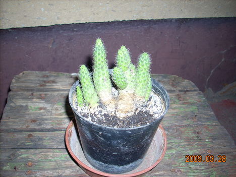 Rebutia nemzetség