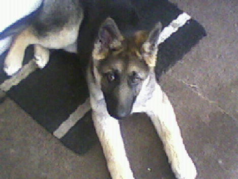 zorka
