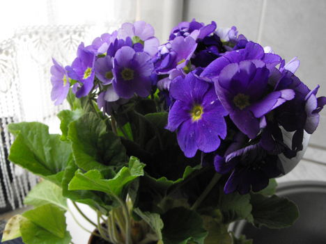 képek20090311 015