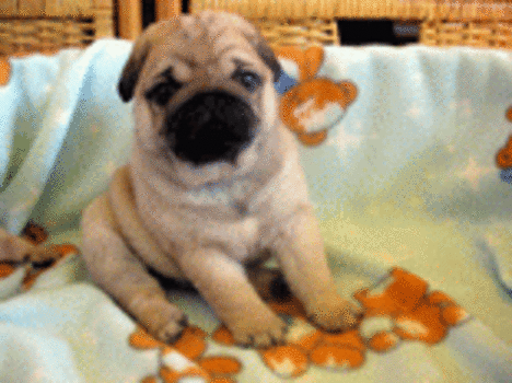 Mops