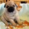 Mops