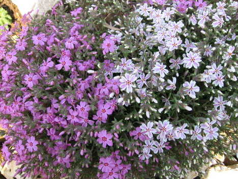 PHLOX MIX